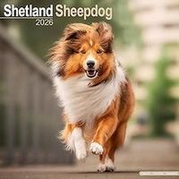 Shetland Sheepdog 2026 Calendar