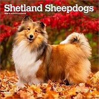 Shetland Sheepdog 2026 Calendar