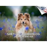 Shetland Sheepdog 2026 Calendar