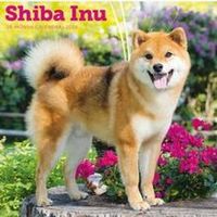 Shiba Inu 2026 Wall Calendar