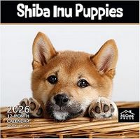 Shiba Inu Puppies 2026 Calendar