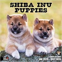 Shiba Inu Puppies 2026 Calendar