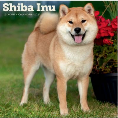 Shiba Inu 2027 Wall Calendar