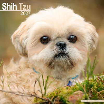 Shi Tzu 2027 Wall Calendar