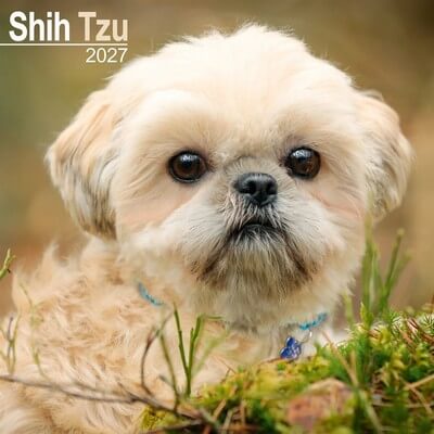 Shih Tzu 2027 Wall Calendar