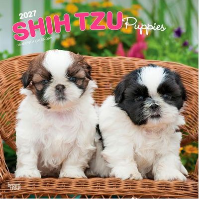 Shih Tzu Puppies 2027 Wall Calendar