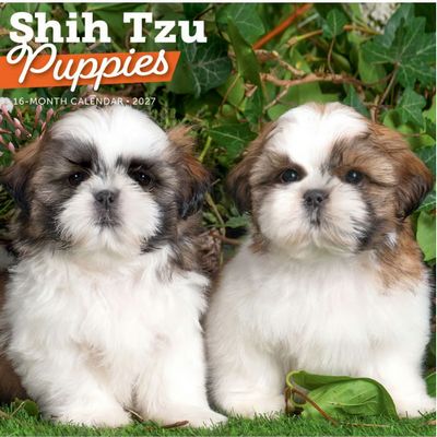 Shih Tzu Puppies 2027 Wall Calendar