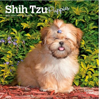 Just Shih Tzu Puppies 2027 Mini Wall Calendar