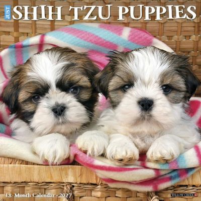 Shih Tzu Puppies 2027 Wall Calendar