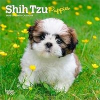 2026 Shih Tzu Puppies Calendars