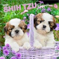 Shih Tzu Puppies 2026 Calendar
