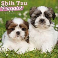 Shih Tzu Puppies 2026 Wall Calendar