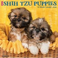 Just Shih Tzu Puppies 2026 Wall Calendar