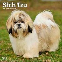 Shih Tzu 2026 Wall Calendar