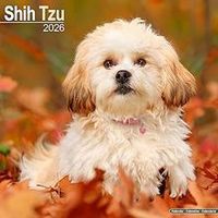 Shih Tzu 2026 Wall Calendar