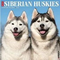 Siberian Huskies 2026 Calendar