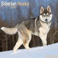 Siberian Huskies 2026 Calendar