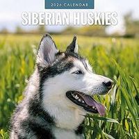 Siberian Huskies 2026 Calendar