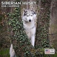 Siberian Huskies 2026 Calendar