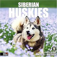 Huskies 2026 Wall Calendar