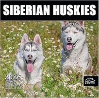 Huskies 2026 Wall Calendar
