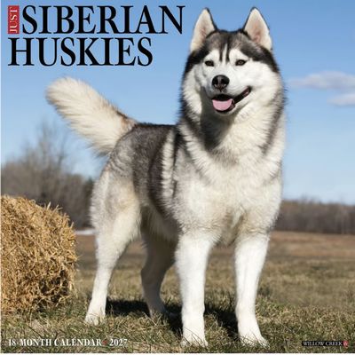 Just Siberian Huskies 2027 Wall Calendar