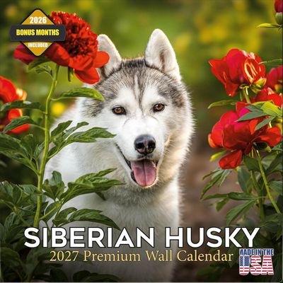 Just Siberian Huskies 2027 Wall Calendar
