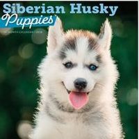 Siberian Husky Puppies Calendar