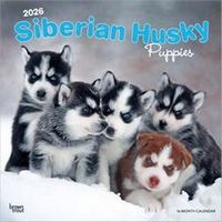 Siberian Husky Puppies 2026 Calendar