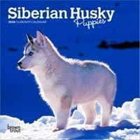 Siberian Husky Puppies 2025 Calendar 2026