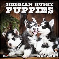 Siberian Husky Puppies 2026 Calendar