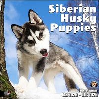 Siberian Husky Puppies 2026 Calendar