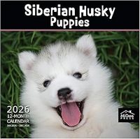 Siberian Husky Puppies 2026 Calendar