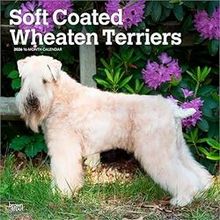 Soft Coated Wheaten Terriers 2026 Calendar