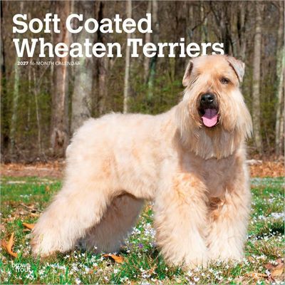 Soft Coated Wheaten Terriers 2027 Calendar