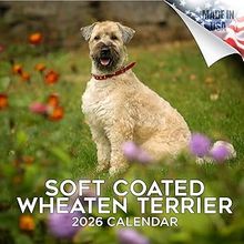 Soft Coated Wheaten Terriers 2026 Calendar