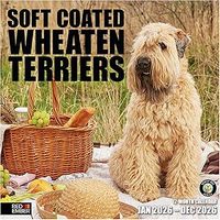 Soft Coated Wheaten Terriers 2026 Calendar
