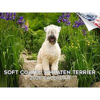 Soft Coated Wheaten Terriers 2026 Calendar