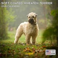 Soft Coated Wheaten Terriers 2026 Calendar