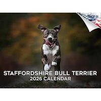 Staffordshire Bull Terrier 2026 Calendar