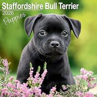 Staffordshire Bull Terrier Puppies 2026 Calendar