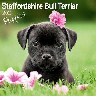 Staffordshire Bull Terrier Puppies 2027 Calendar
