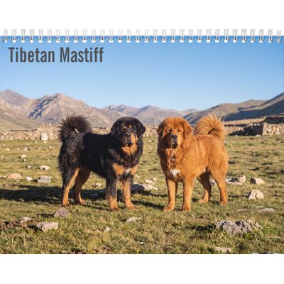 Tibetan Mastiff 2027 Calendar