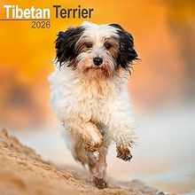 Tibetan Terrier 2026 Calendar