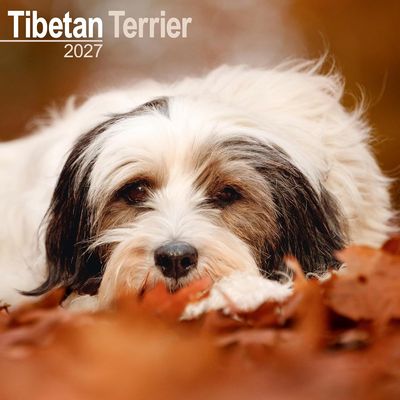 Tibetan Terrier 2027 Calendar