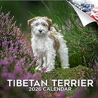 Tibetan Terrier 2026 Calendar