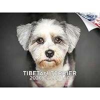 Tibetan Terrier 2026 Calendar