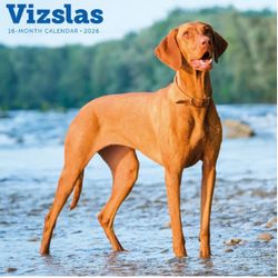 Vizslas 2026 Wall Calendar