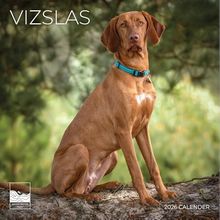 Vizslas 2026 Wall Calendar
