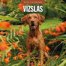 Vizslas 2026 Wall Calendar